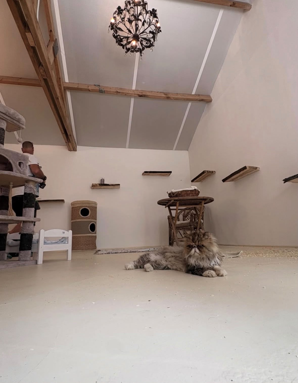 Ruime kattenkamer met klimboom en wandplanken bij Villa Kwispelbont