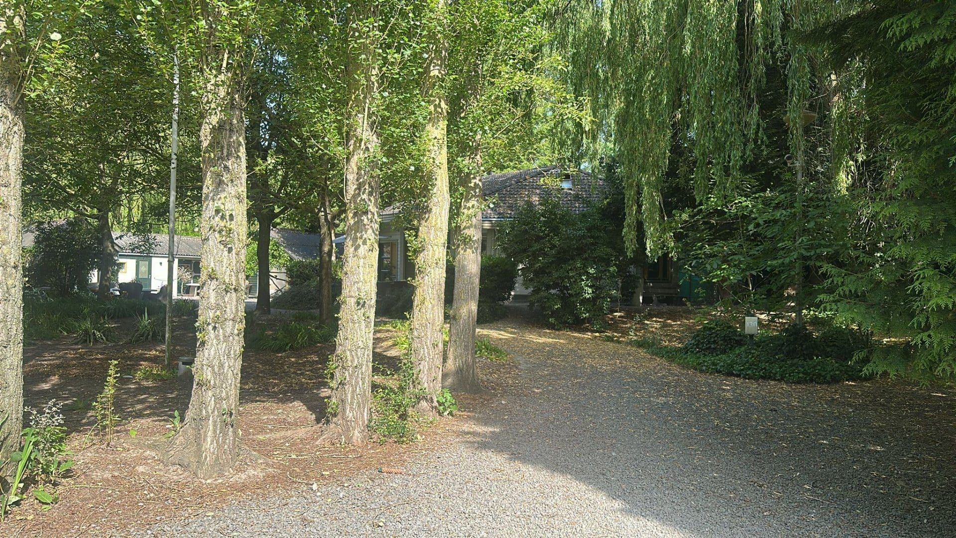 Grindoprijlaan door de bomenrij met treurwilg