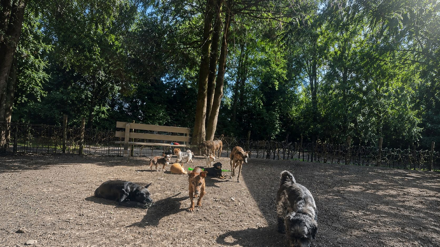 Groep kleine logés ontspannen samen in de ruime, omheinde buitenren van Villa Kwispelbont onder de bomen