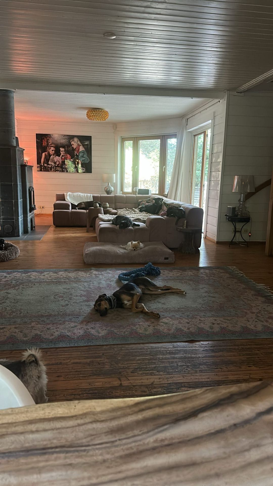 Huiselijke woonkamer met honden ontspannen op het tapijt