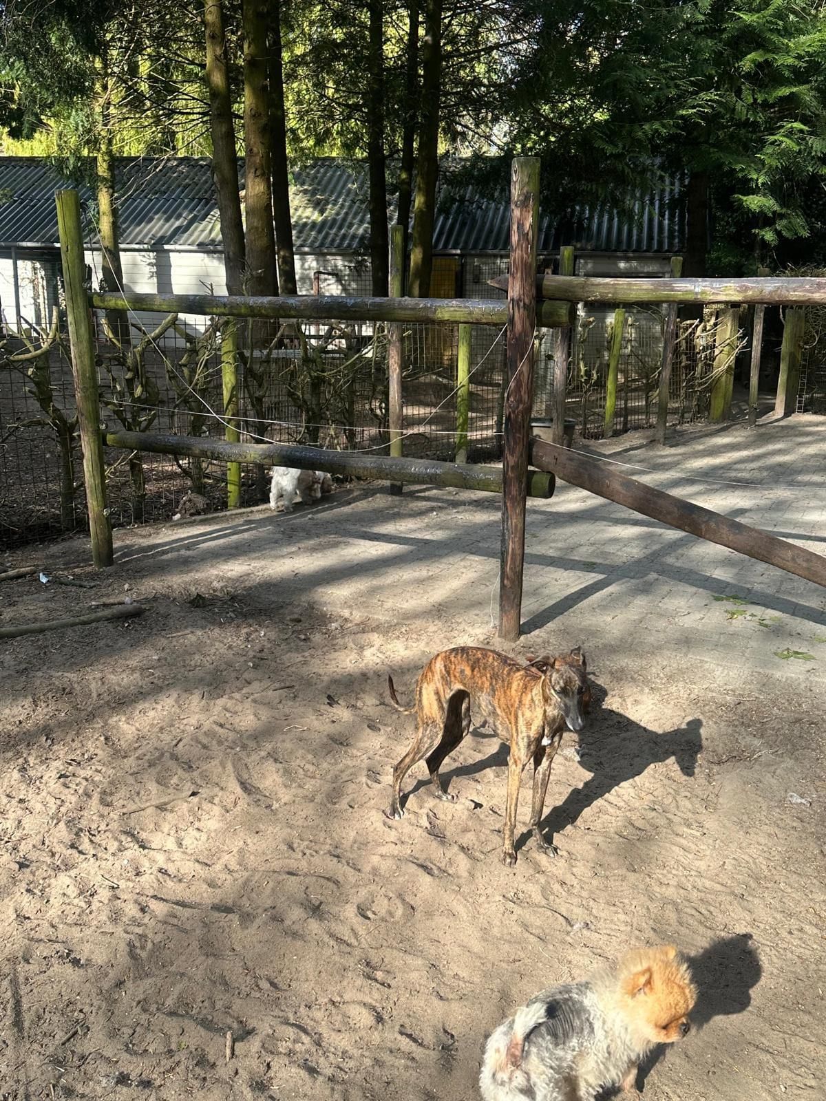 Windhond en pomeriaan in de buitenren tussen de bomen
