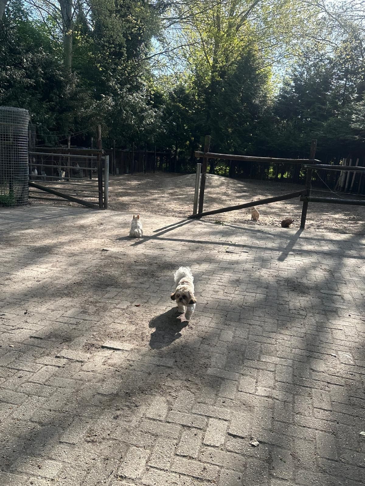 Villa Kwispelbont foto 16