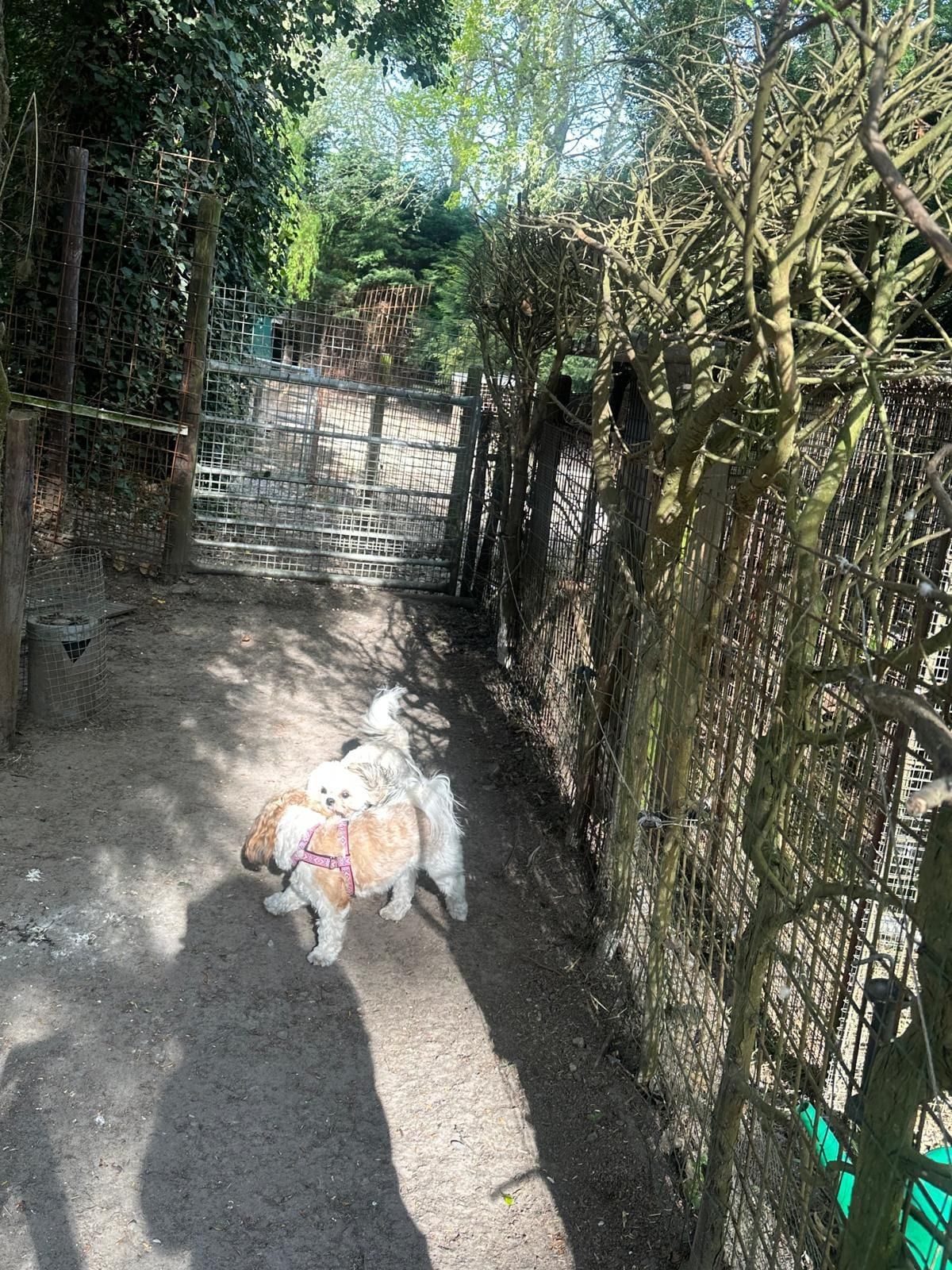 Twee kleine honden samen buiten