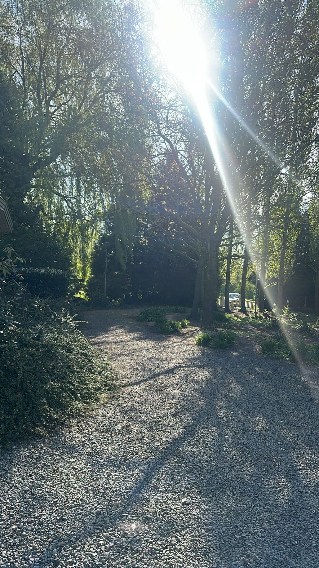 Zonnig boslaantje bij Villa Kwispelbont