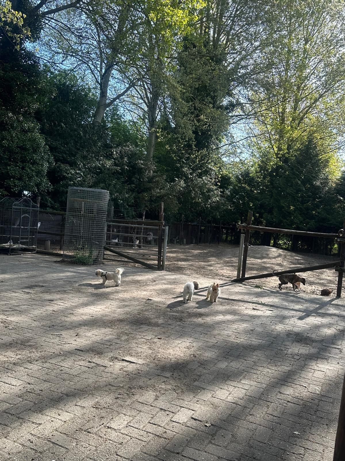 Kleine honden op het zonnige binnenplein