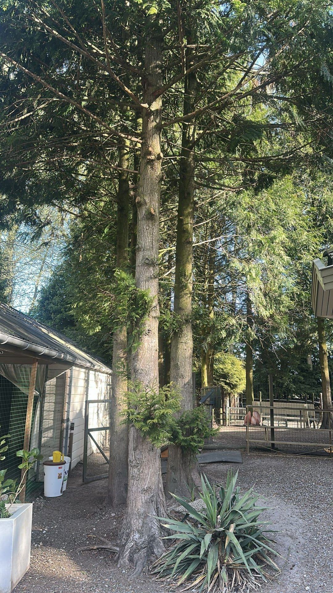 Hoge dennen en groene tuin bij Villa Kwispelbont