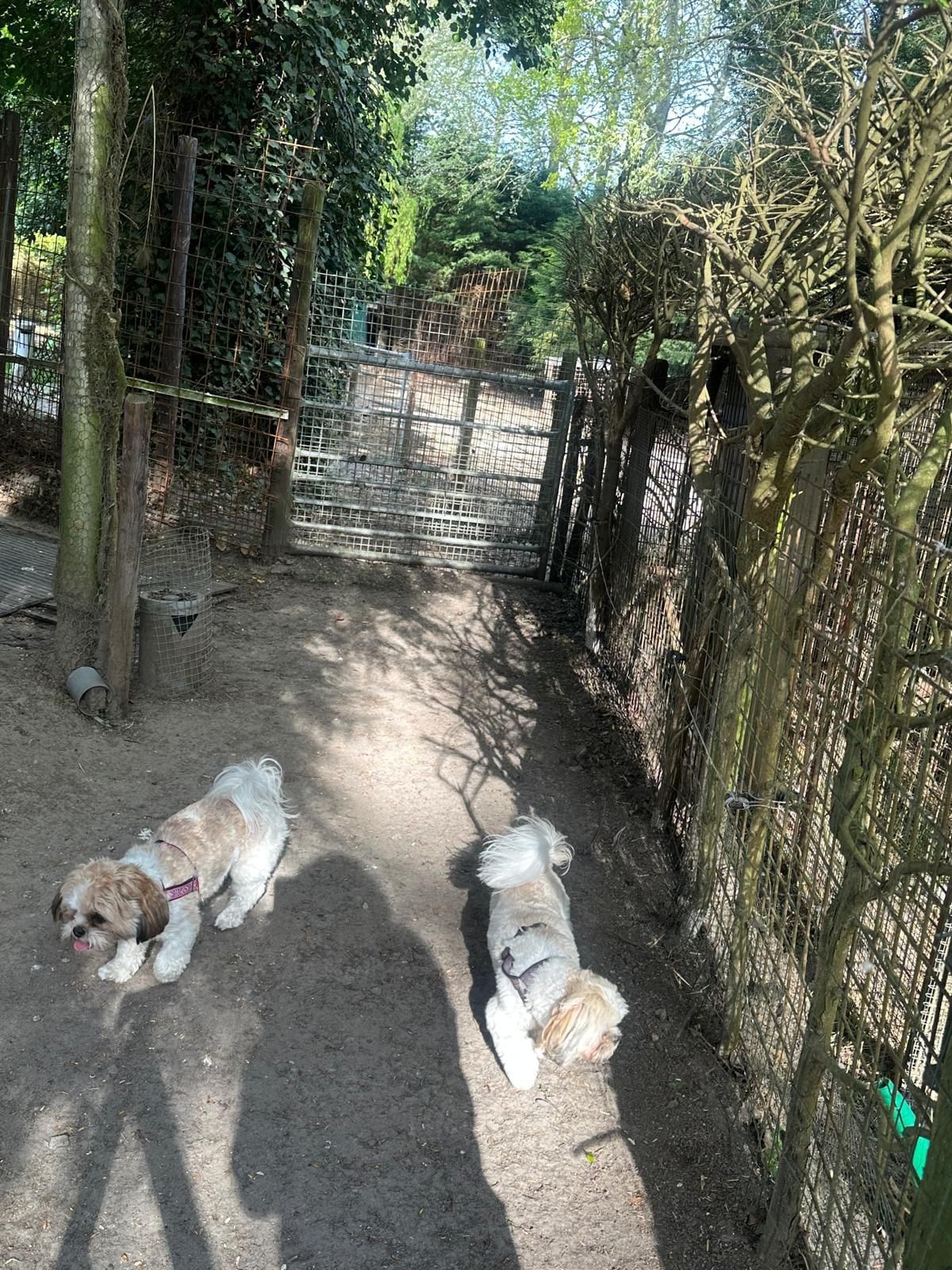 Villa Kwispelbont foto 31