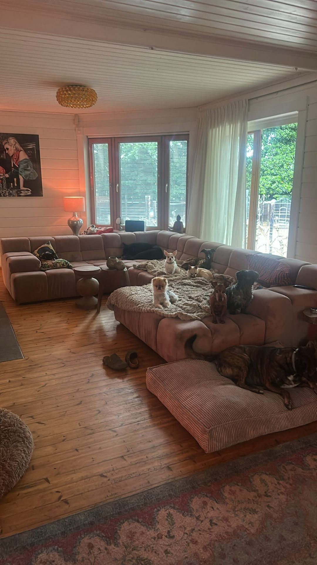 Twee witte hondjes in de zandige buitenren