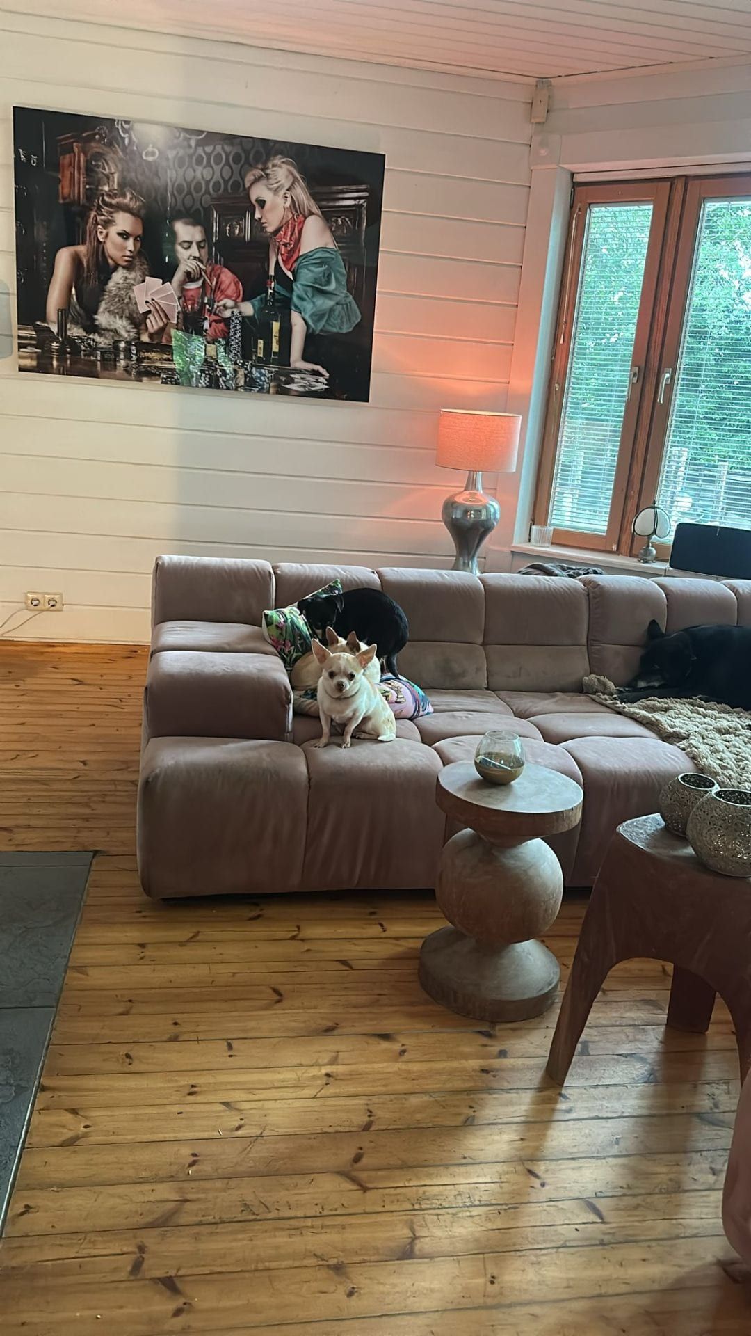 Groep kleine honden ontspannen op de bank