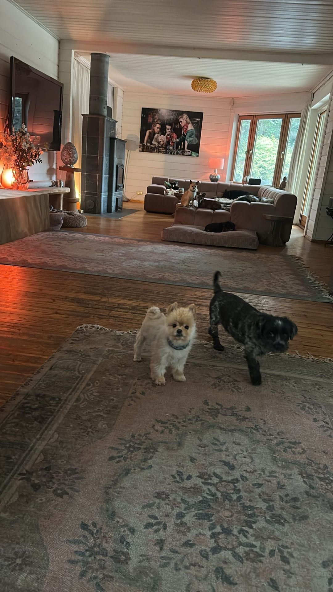 Kleine honden knus samen op de bank en het corduroy kussen in de woonkamer