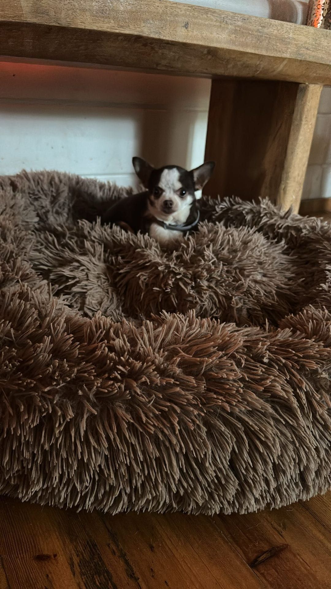 Chihuahua geniet van een knus hondenmandje