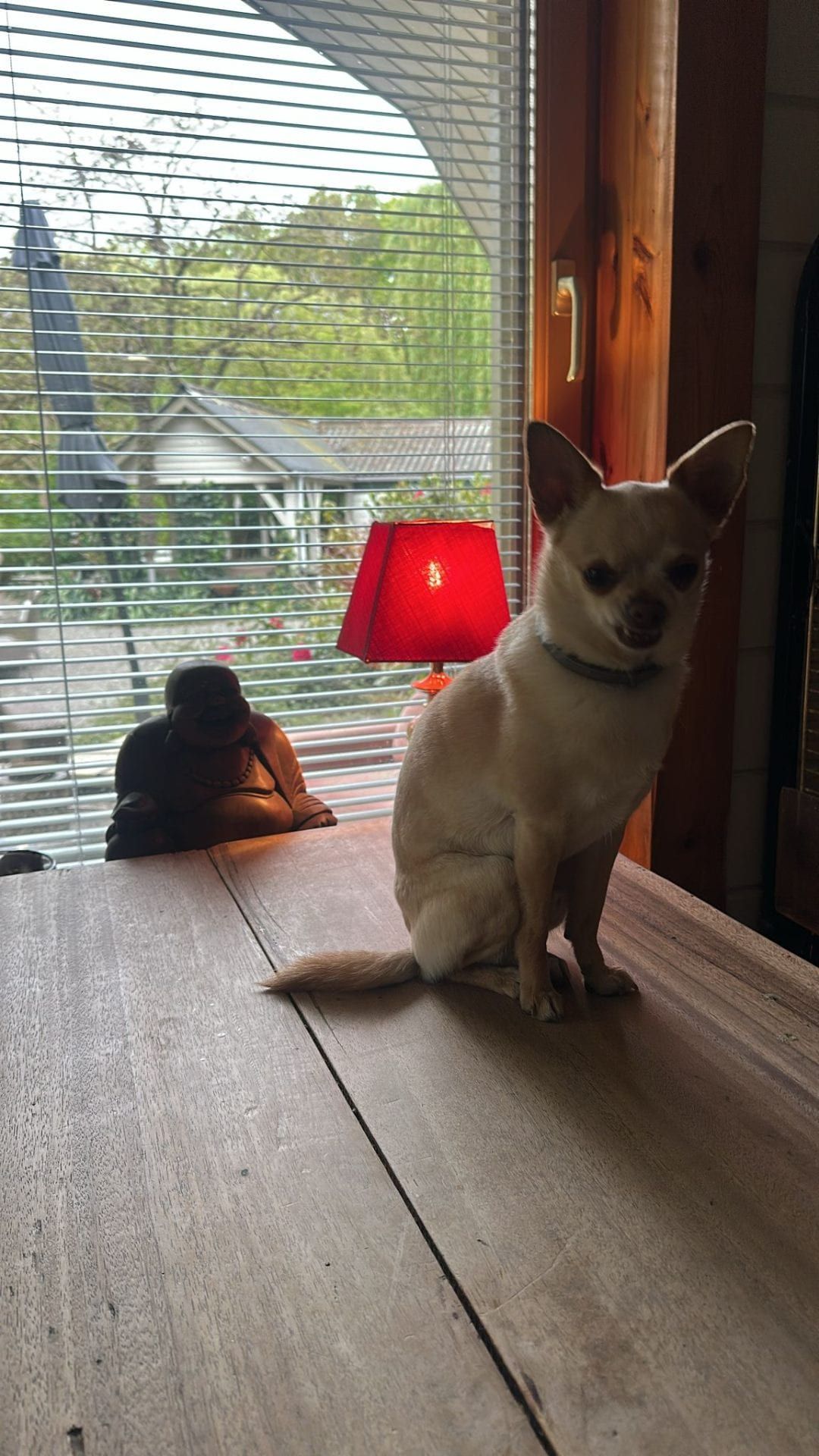 Witte chihuahua bij het raam
