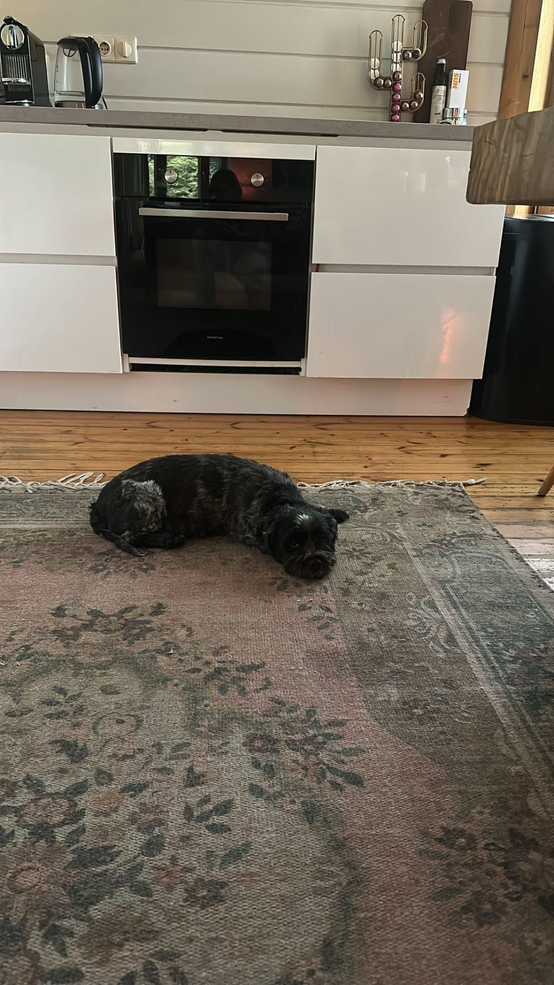 Slapend hondje op een zacht kleed